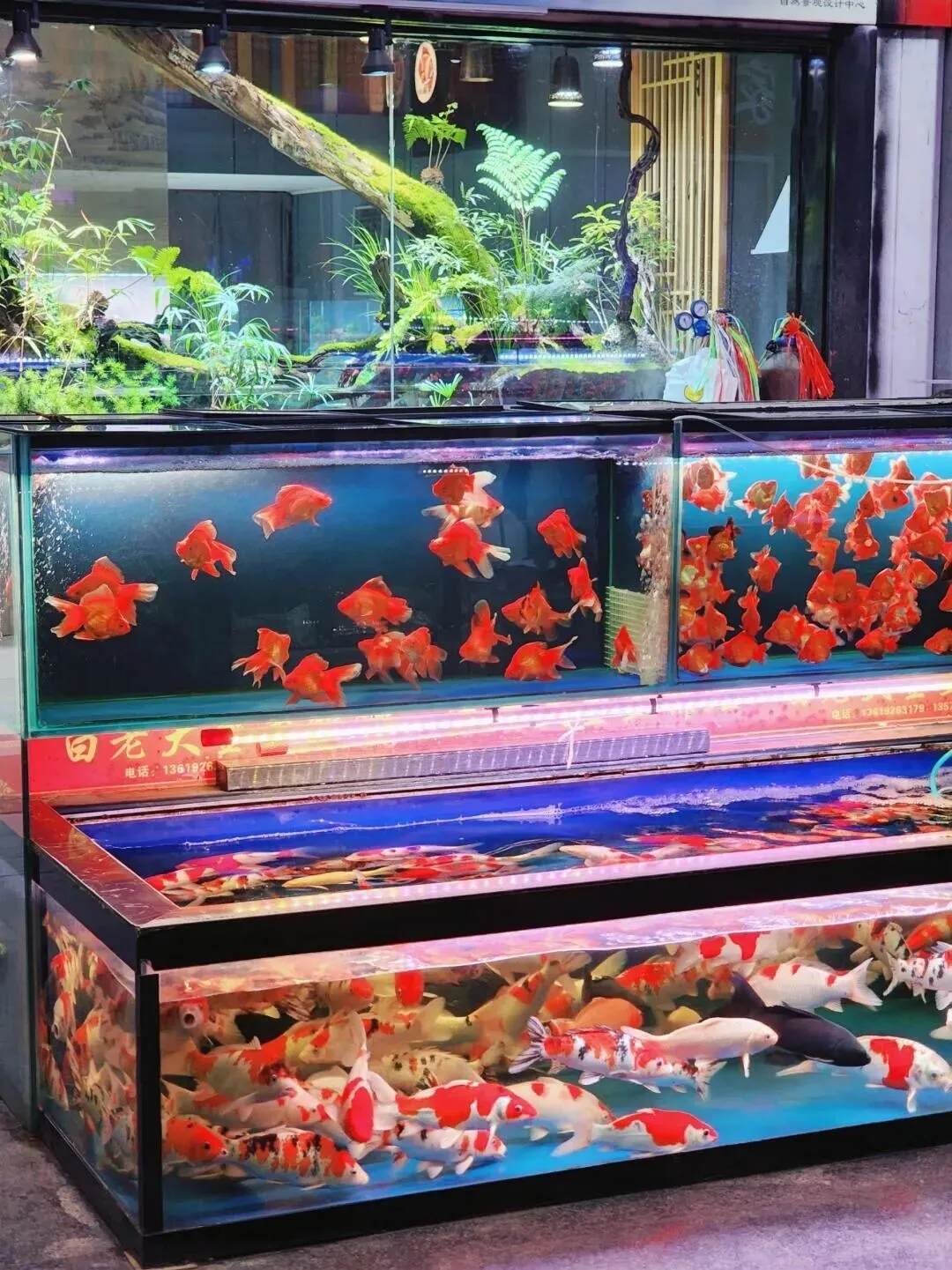 西安花卉市场汇总|一篇搞定买花、拍照、逛市集