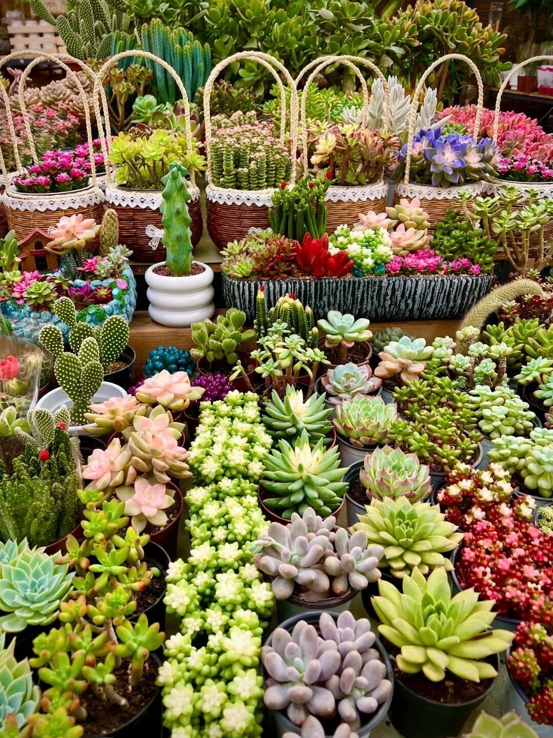 西安花卉市场汇总|一篇搞定买花、拍照、逛市集