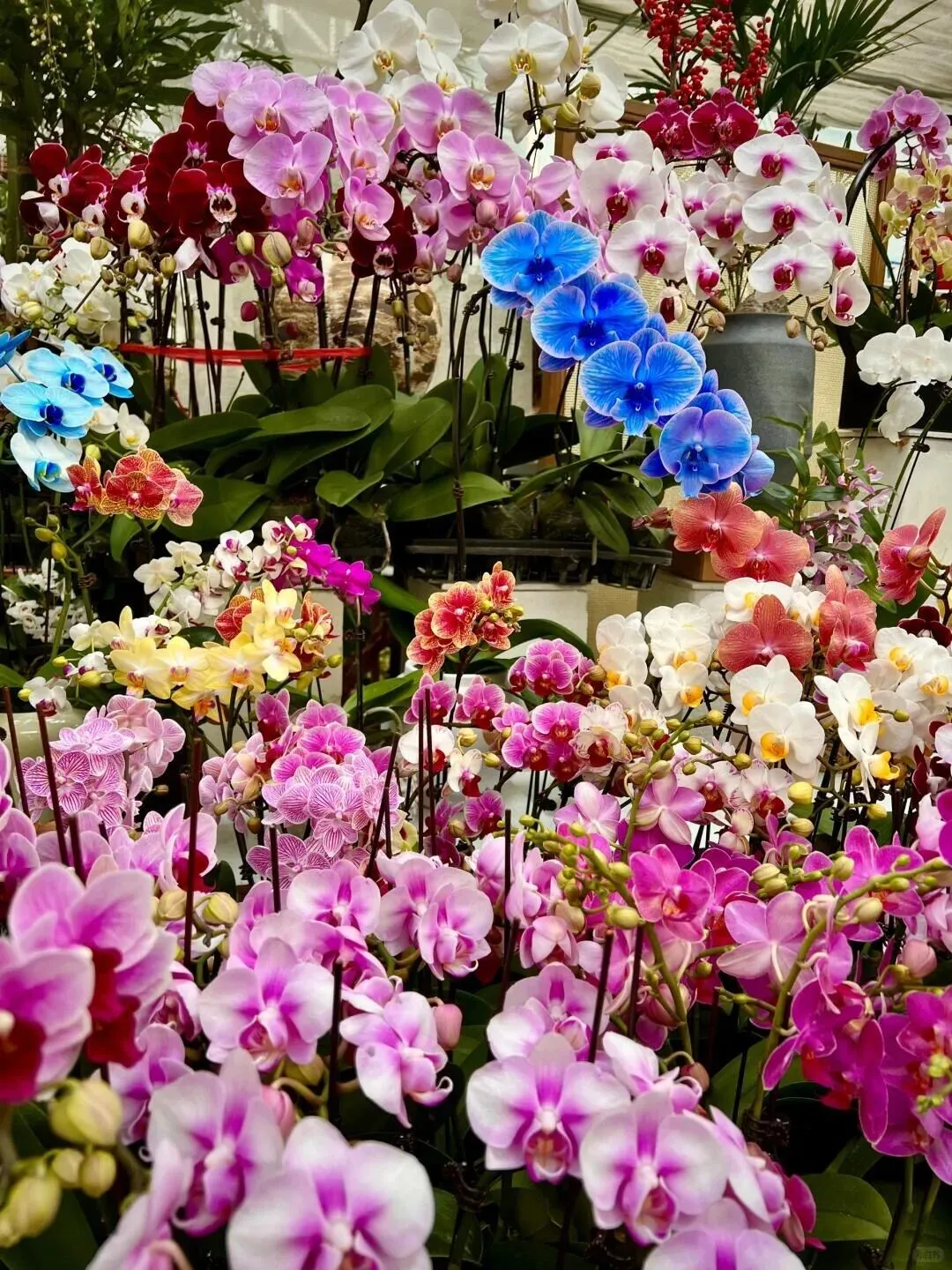 西安花卉市场汇总|一篇搞定买花、拍照、逛市集