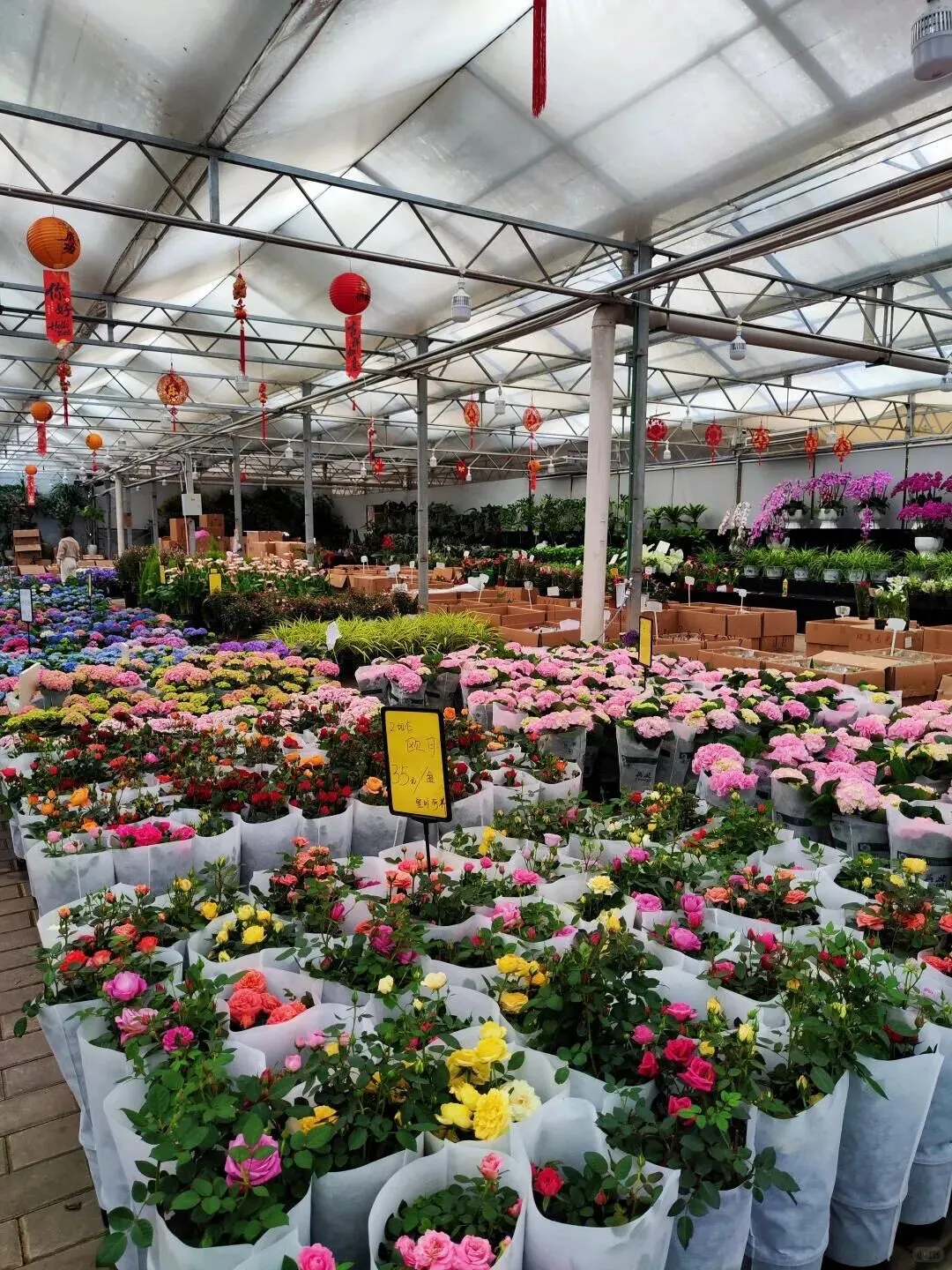 西安花卉市场汇总|一篇搞定买花、拍照、逛市集