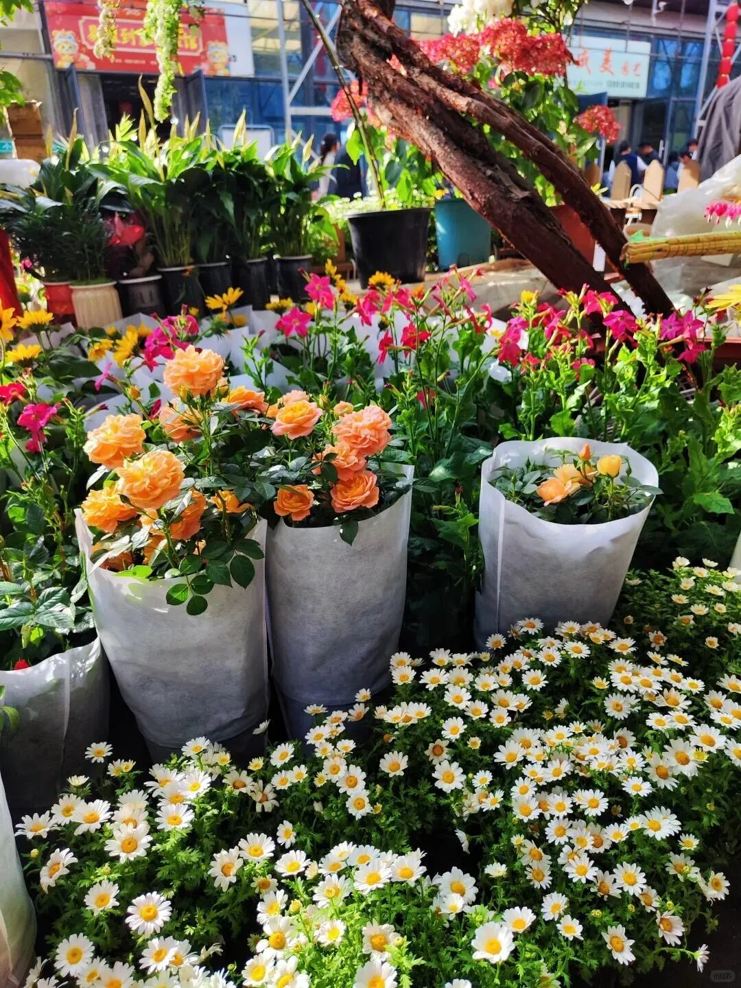 西安花卉市场汇总|一篇搞定买花、拍照、逛市集