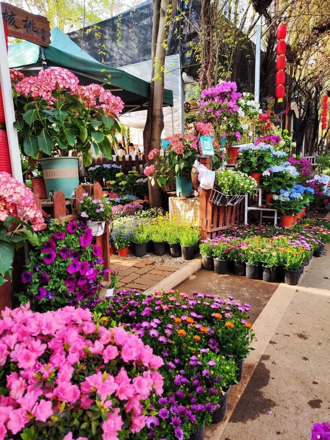 西安花卉市场汇总|一篇搞定买花、拍照、逛市集