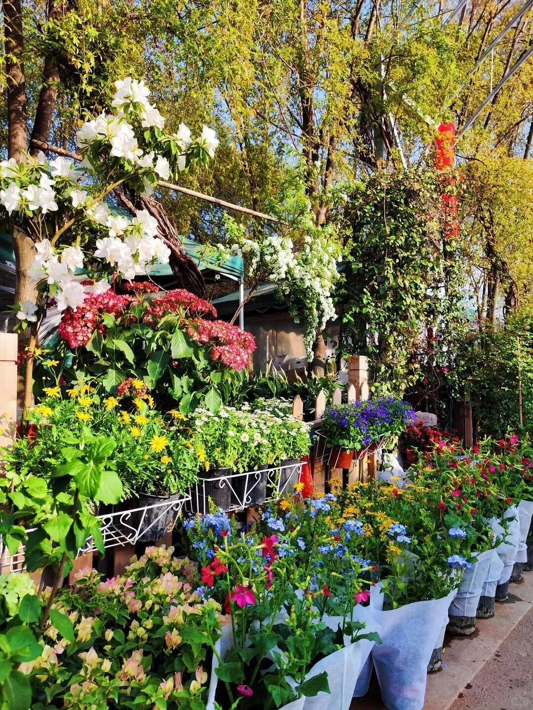 西安花卉市场汇总|一篇搞定买花、拍照、逛市集