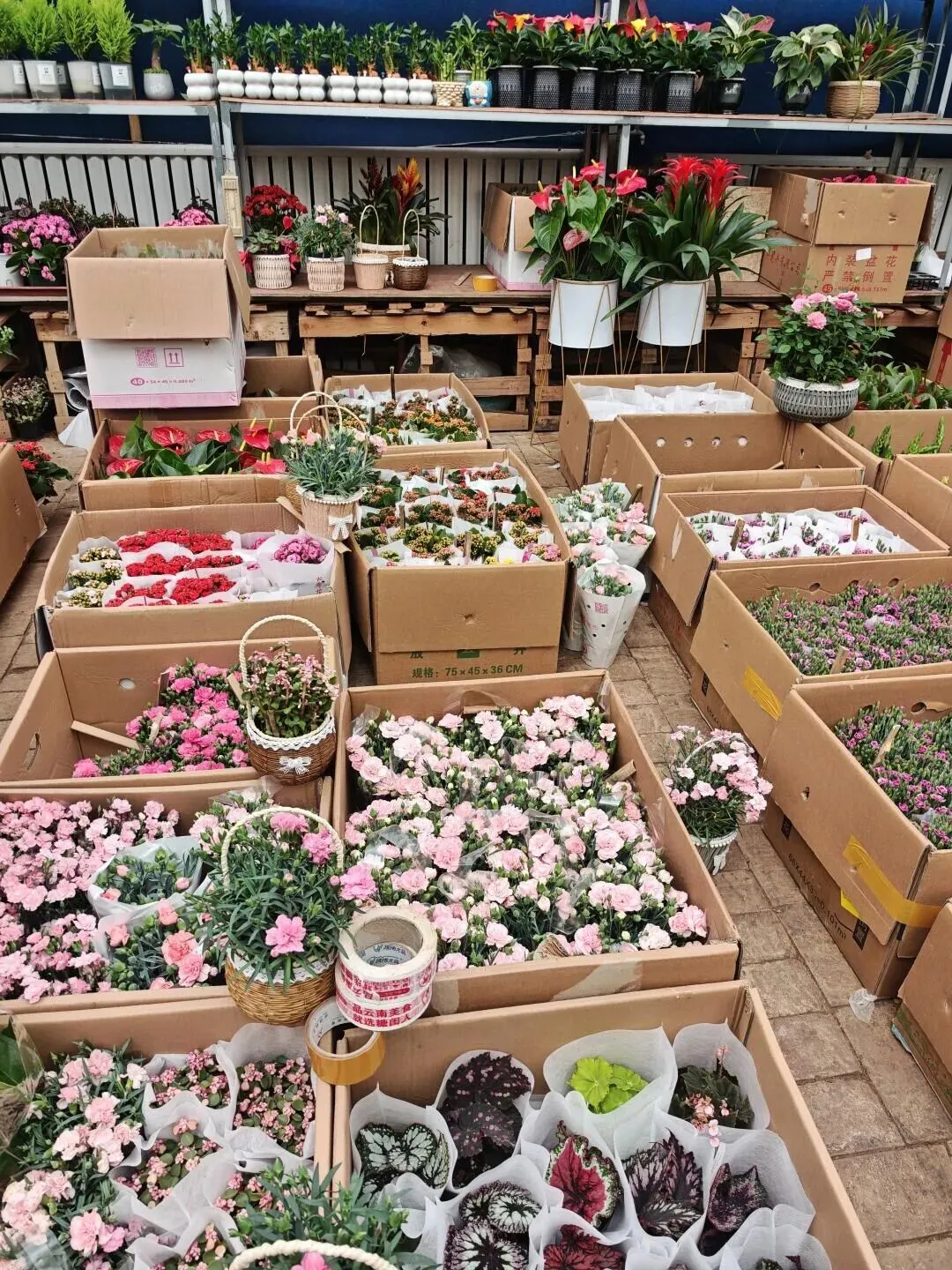 西安花卉市场汇总|一篇搞定买花、拍照、逛市集