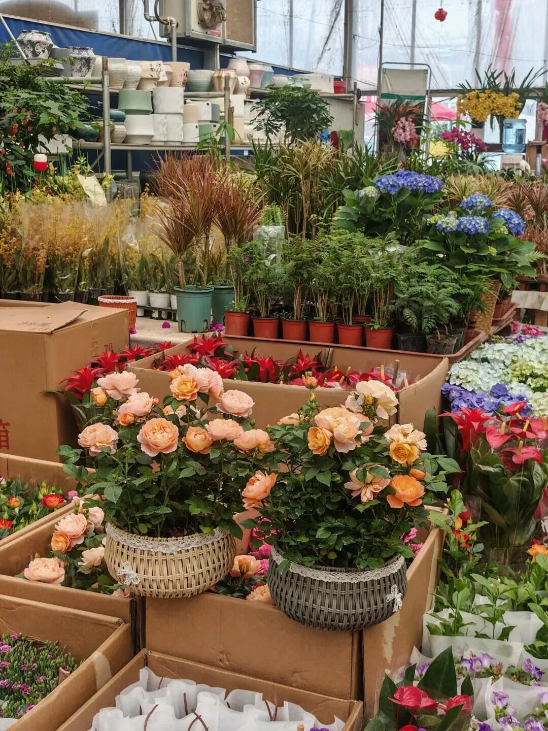 西安花卉市场汇总|一篇搞定买花、拍照、逛市集