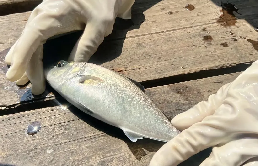 从万宁到日本 这尾小鱼苗“游”出亿元大市场