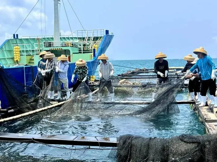 从万宁到日本 这尾小鱼苗“游”出亿元大市场