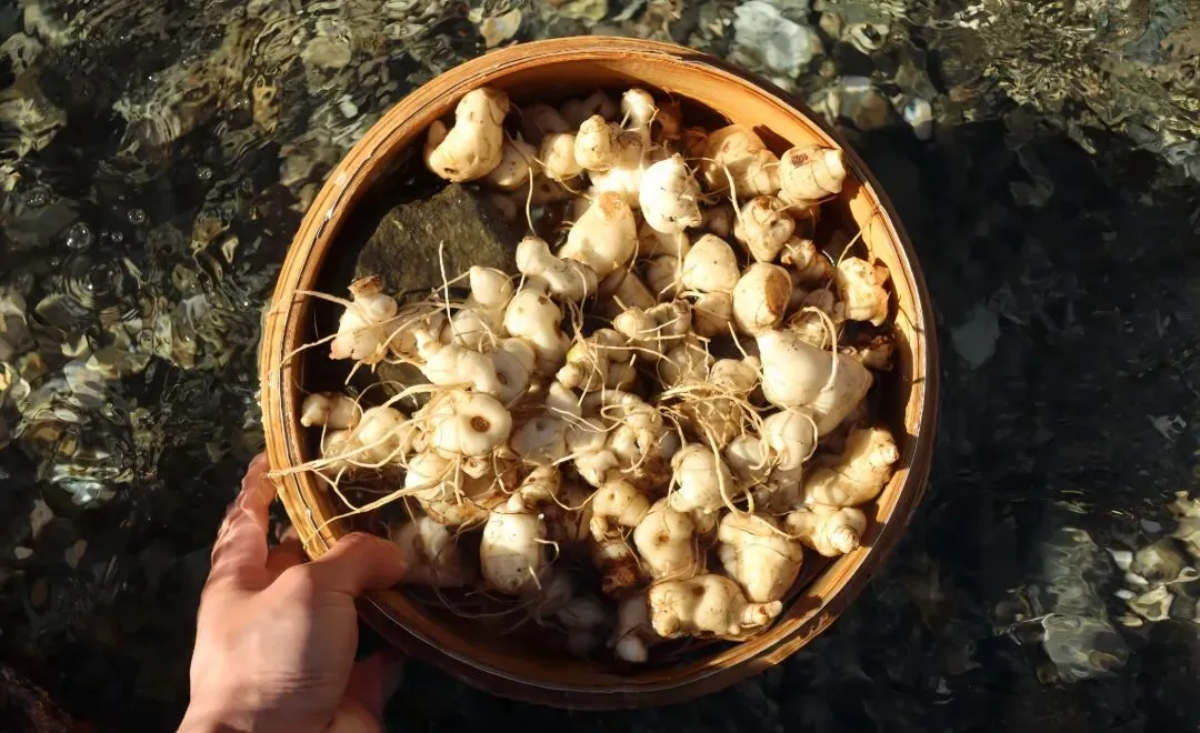 黄精市场200亿,“发酵”品类拿了多少?一条逻辑讲透入场路径