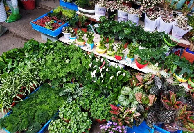 中国最值得逛的10个花鸟市场,逛过3个算生活达人,全逛过是花鸟行家!