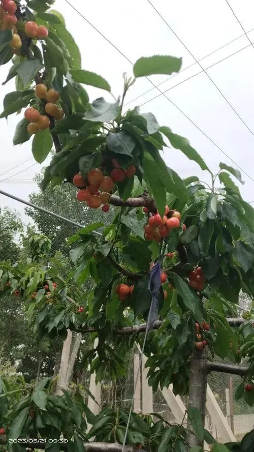 市场樱桃三大特点,樱桃产业突围成乡村致富新密码