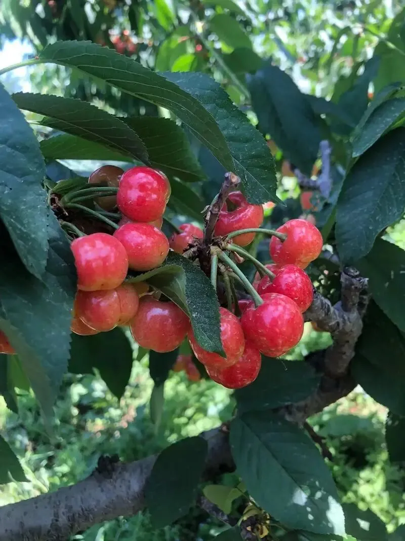 市场樱桃三大特点,樱桃产业突围成乡村致富新密码