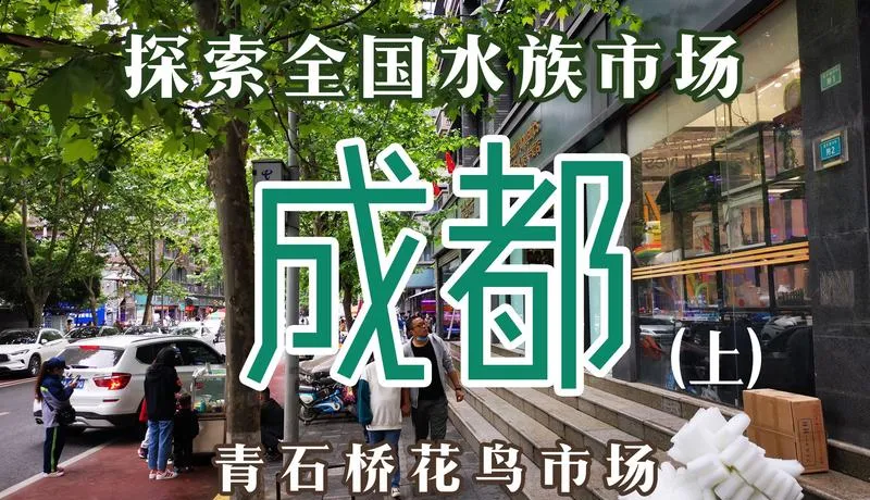 中国最值得逛的10个花鸟市场,逛过3个算生活达人,全逛过是花鸟行家!