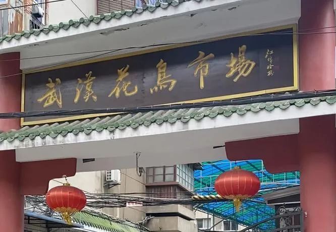 中国最值得逛的10个花鸟市场,逛过3个算生活达人,全逛过是花鸟行家!