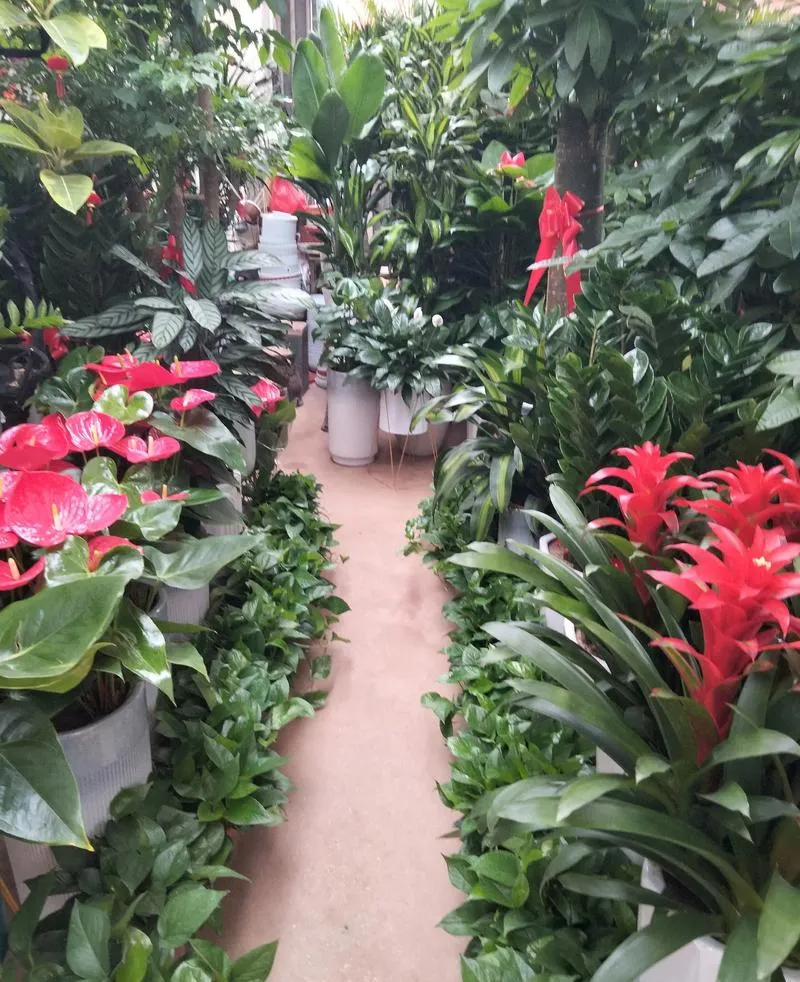中国最值得逛的10个花鸟市场,逛过3个算生活达人,全逛过是花鸟行家!