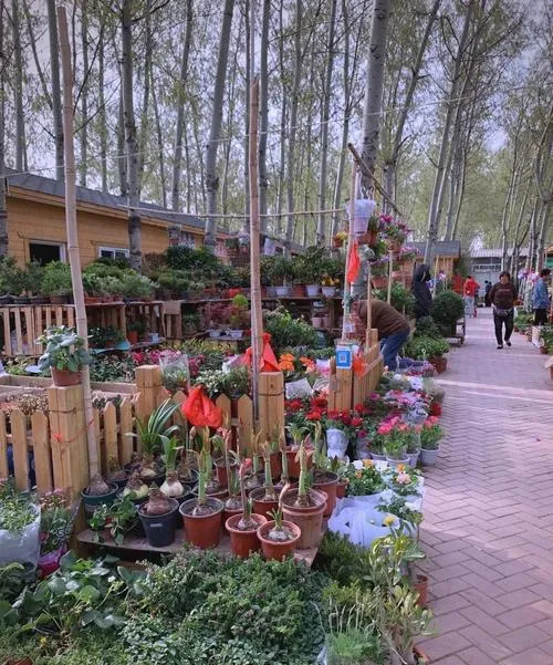 中国最值得逛的10个花鸟市场,逛过3个算生活达人,全逛过是花鸟行家!