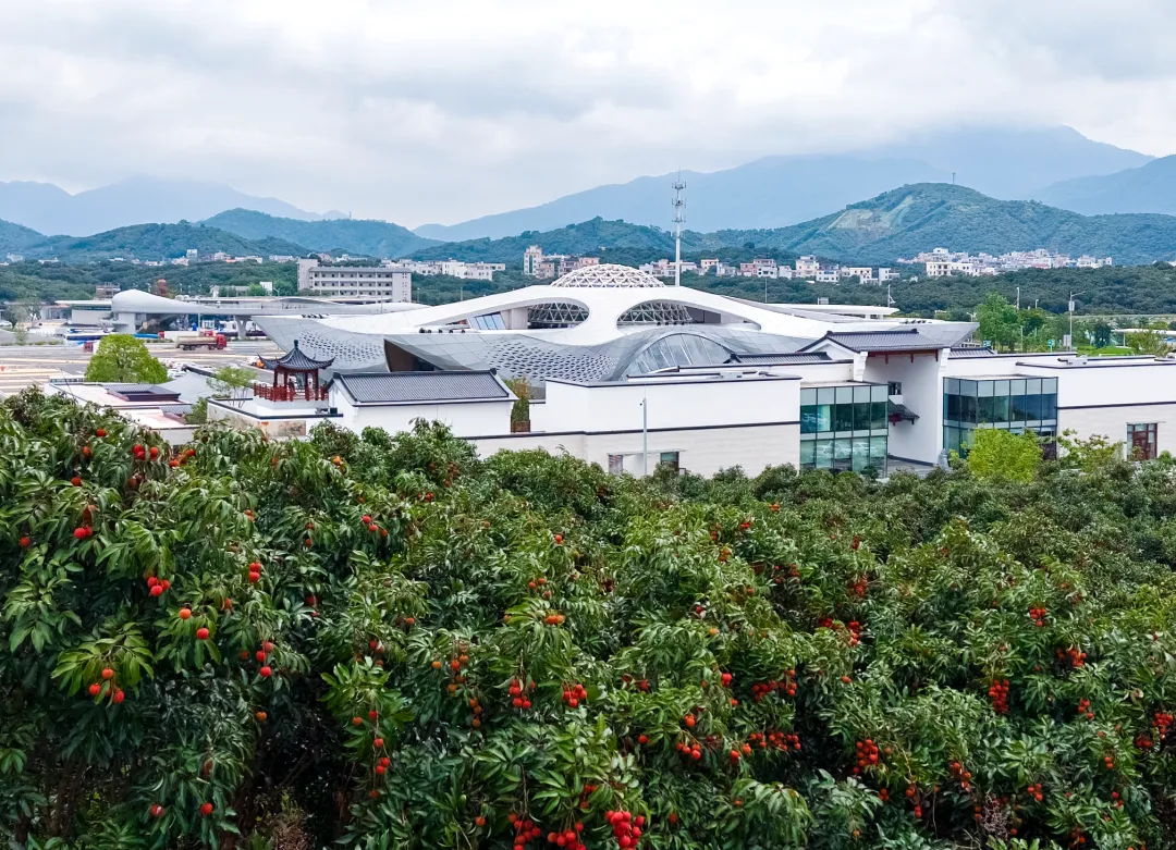 “广货行天下”荔枝营销大力出圈,这场国家级盛事将在茂名举办