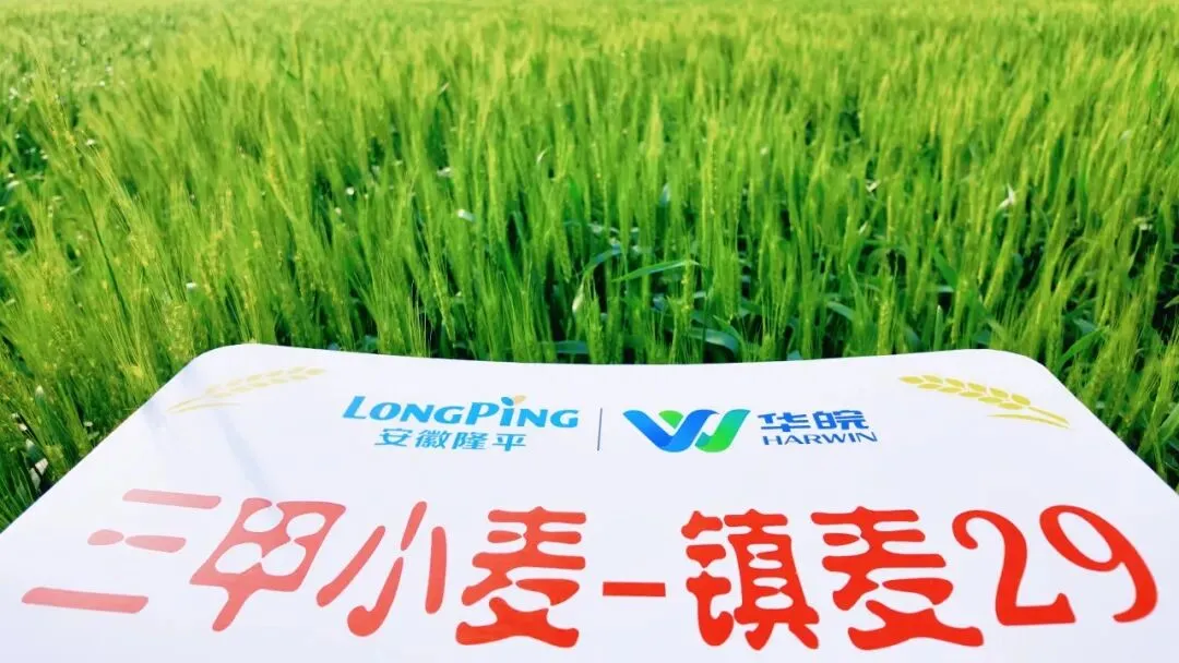 聚势三甲·麦向巅峰 镇麦29营销赋能战略峰会