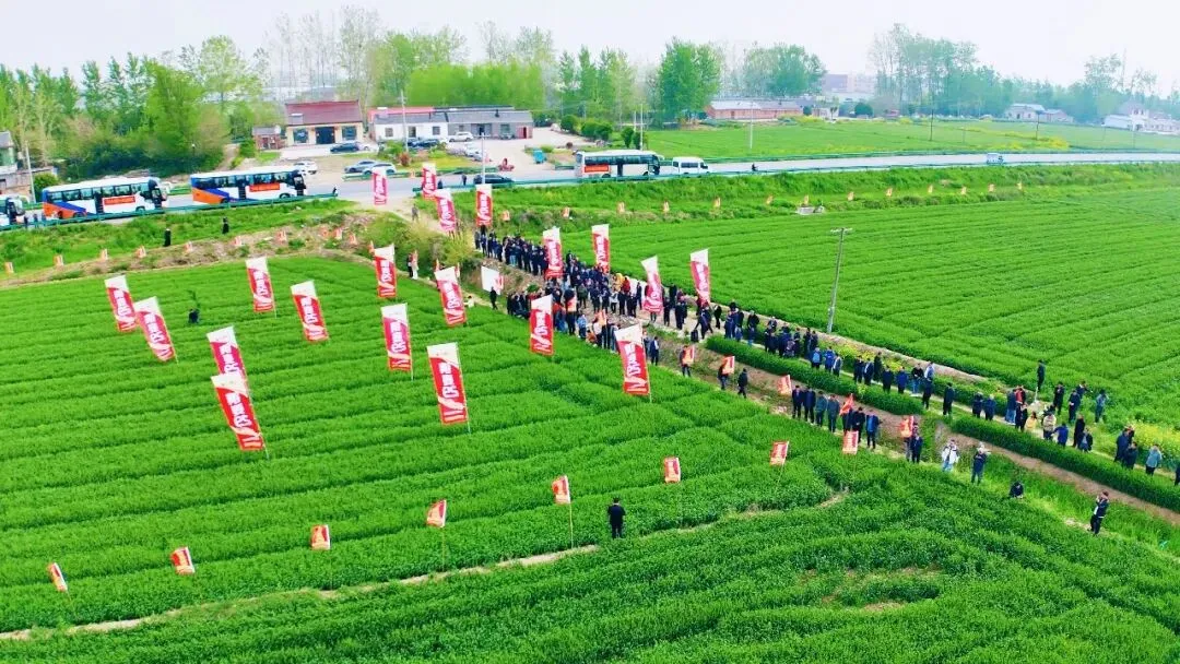 聚势三甲·麦向巅峰 镇麦29营销赋能战略峰会