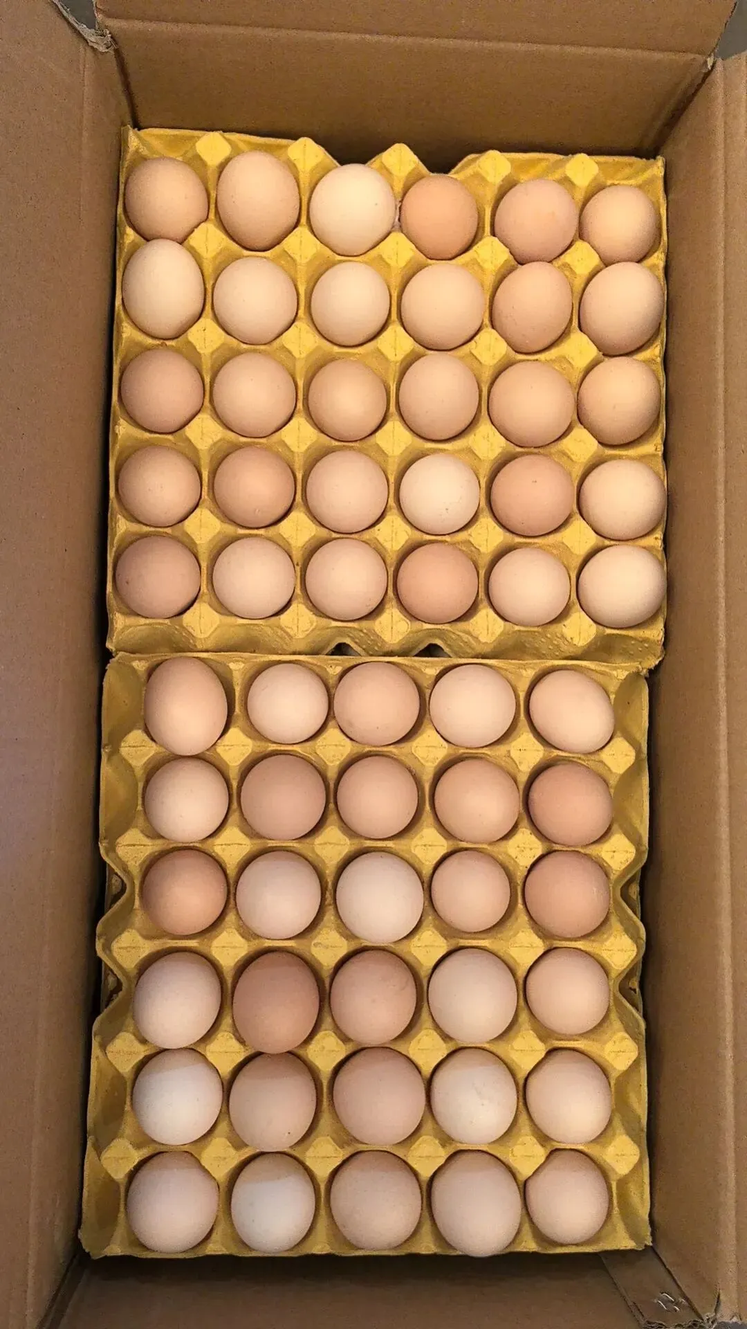 2026年4月17日 东莞信立市场鸡蛋价格参考