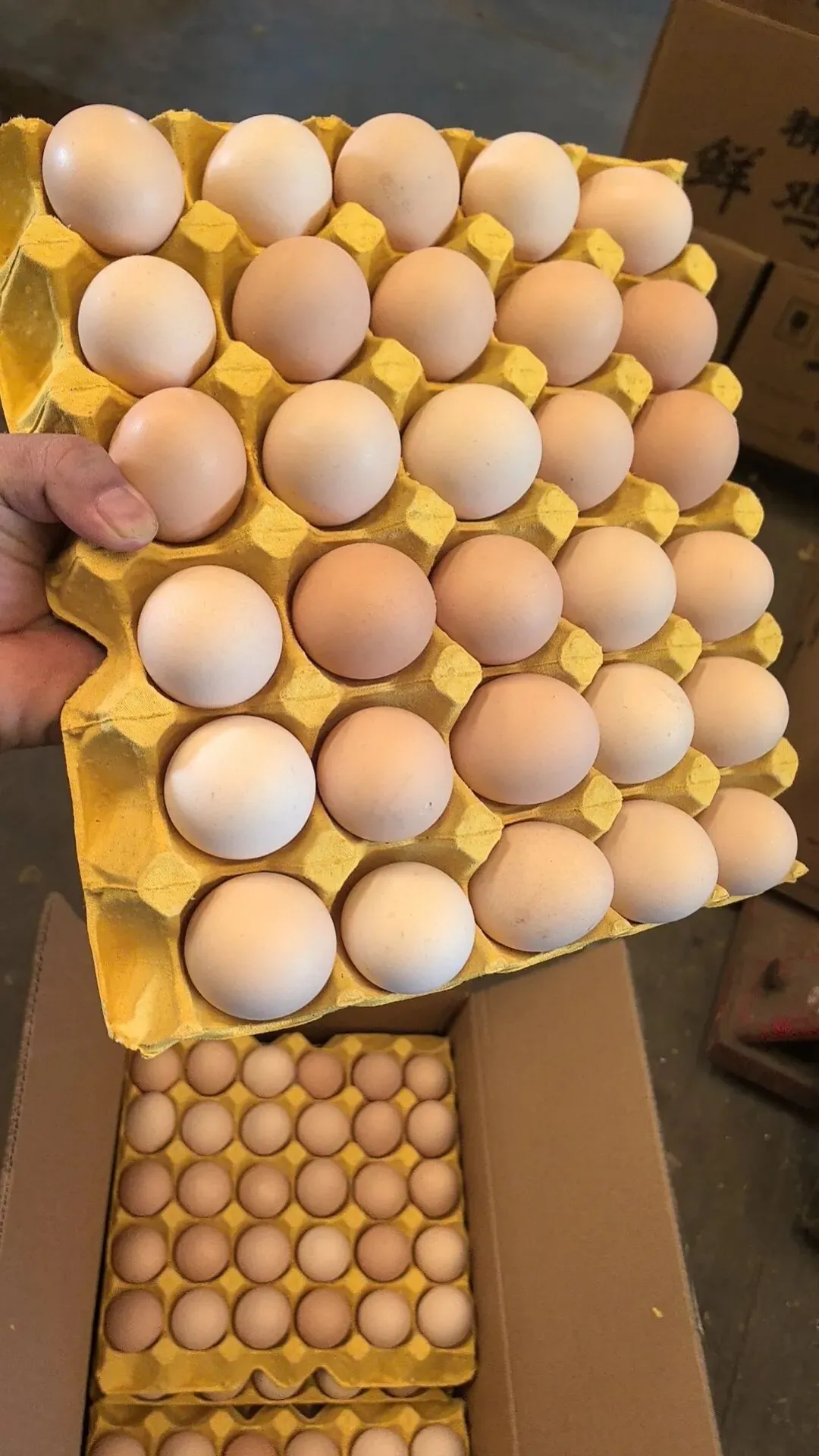 2026年4月17日 东莞信立市场鸡蛋价格参考