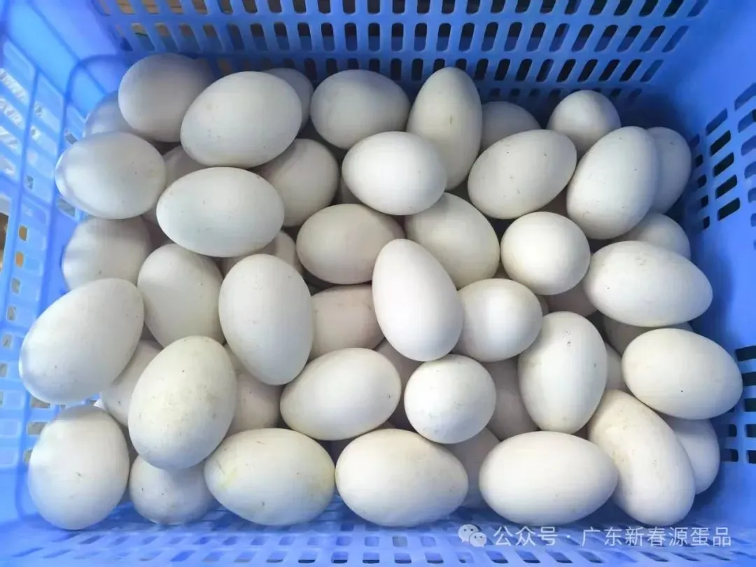 2026年4月17日 东莞信立市场鸡蛋价格参考