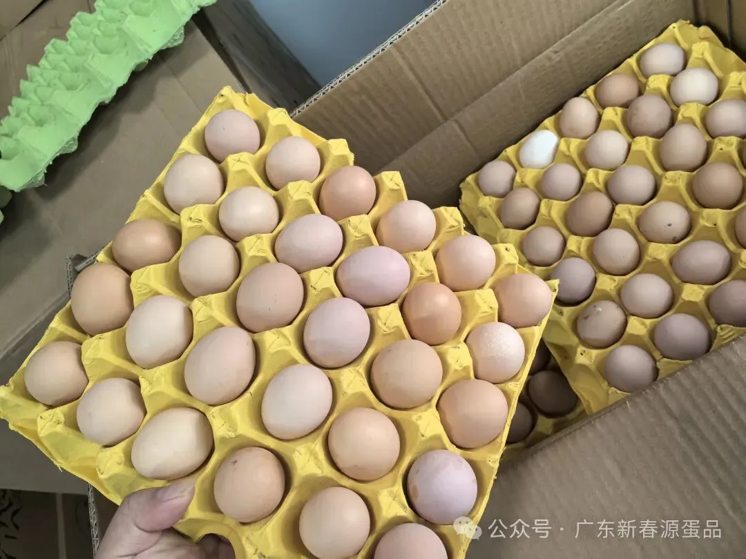 2026年4月17日 东莞信立市场鸡蛋价格参考