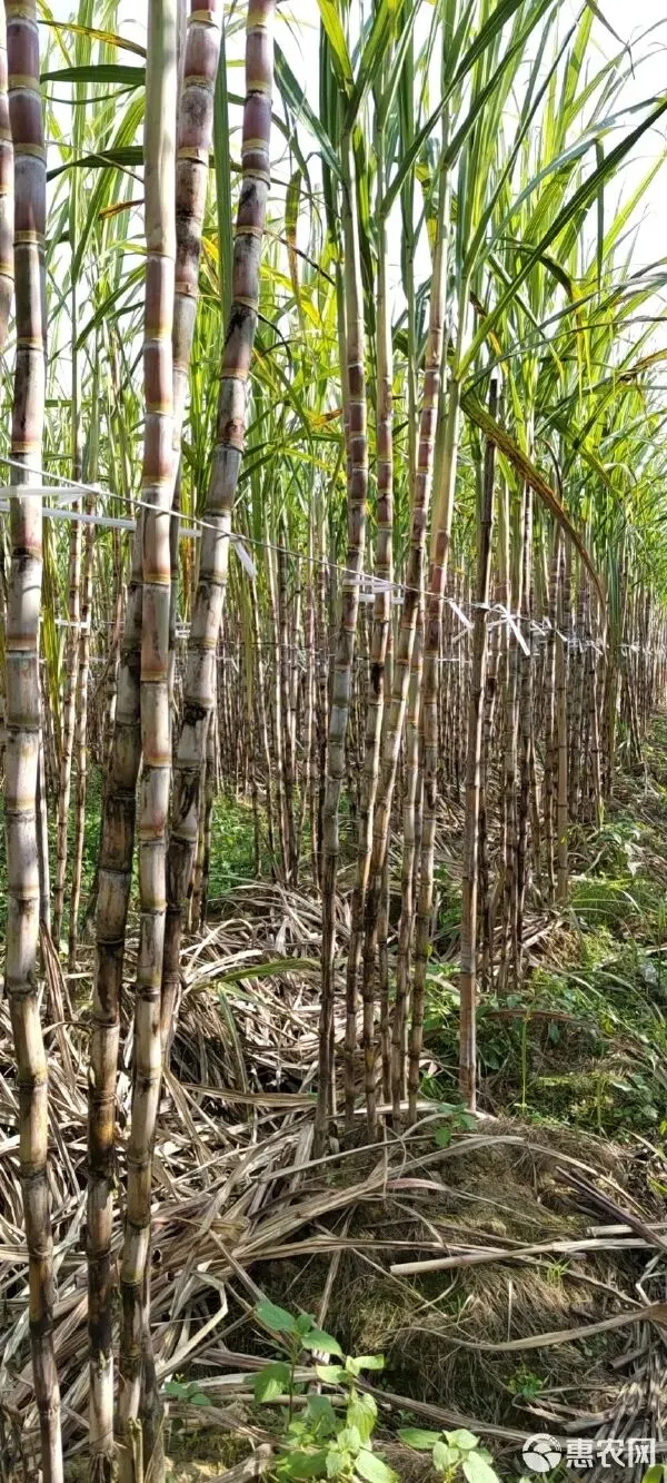 从红皮到白皮的甘蔗市场