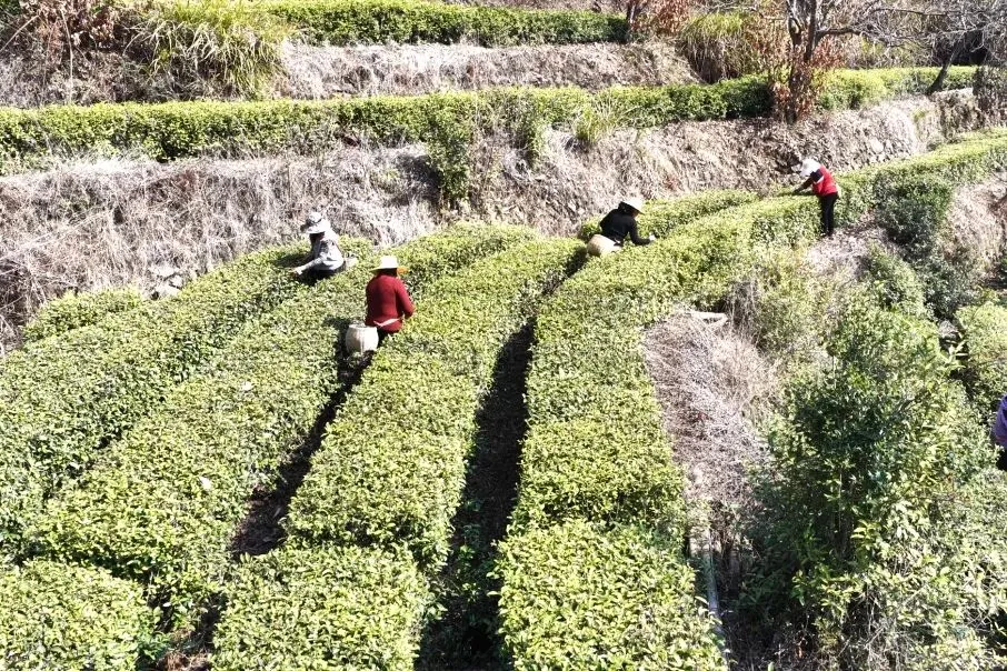 茶叶市场越来越卷,出路在哪里?来自湖北茶区的真实记录