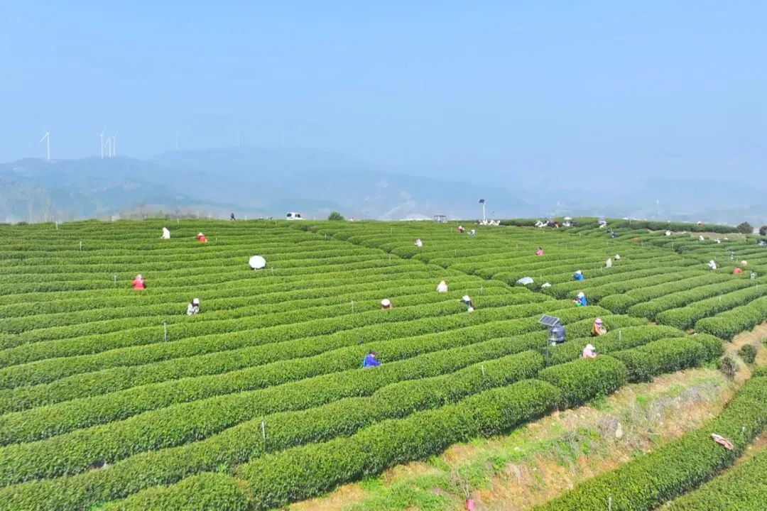 茶叶市场越来越卷,出路在哪里?来自湖北茶区的真实记录