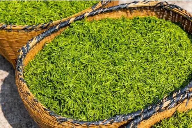 茶叶市场越来越卷,出路在哪里?来自湖北茶区的真实记录