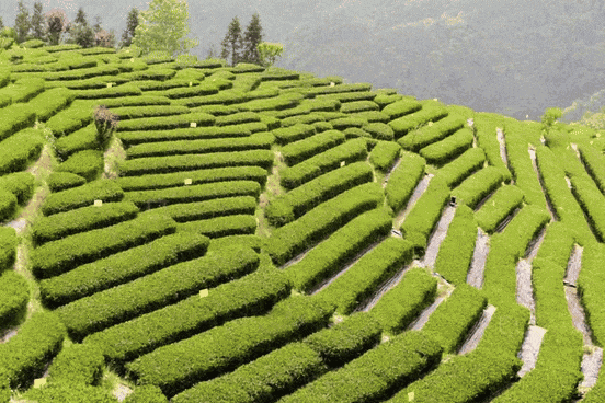 茶叶市场越来越卷,出路在哪里?来自湖北茶区的真实记录