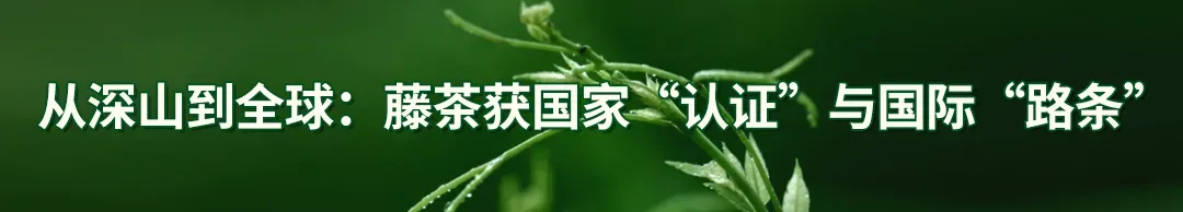 茶叶市场越来越卷,出路在哪里?来自湖北茶区的真实记录