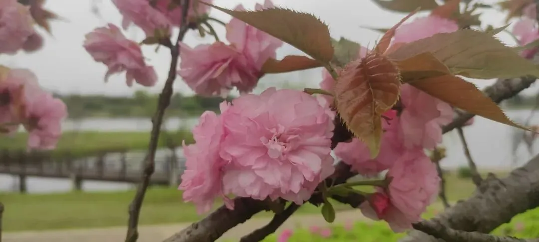 投诉举报.市场监督管理投诉举报处理办法
