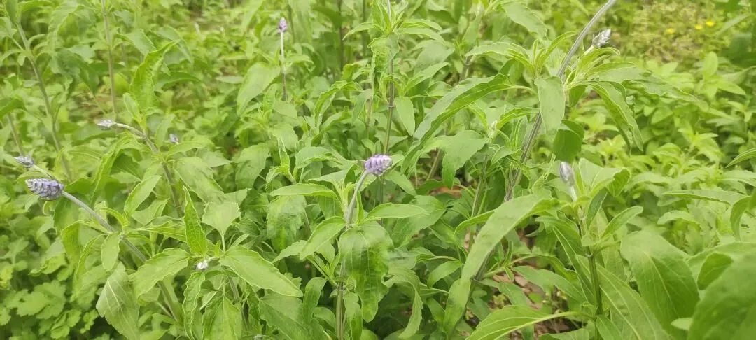 投诉举报.市场监督管理投诉举报处理办法