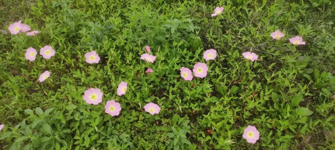 投诉举报.市场监督管理投诉举报处理办法