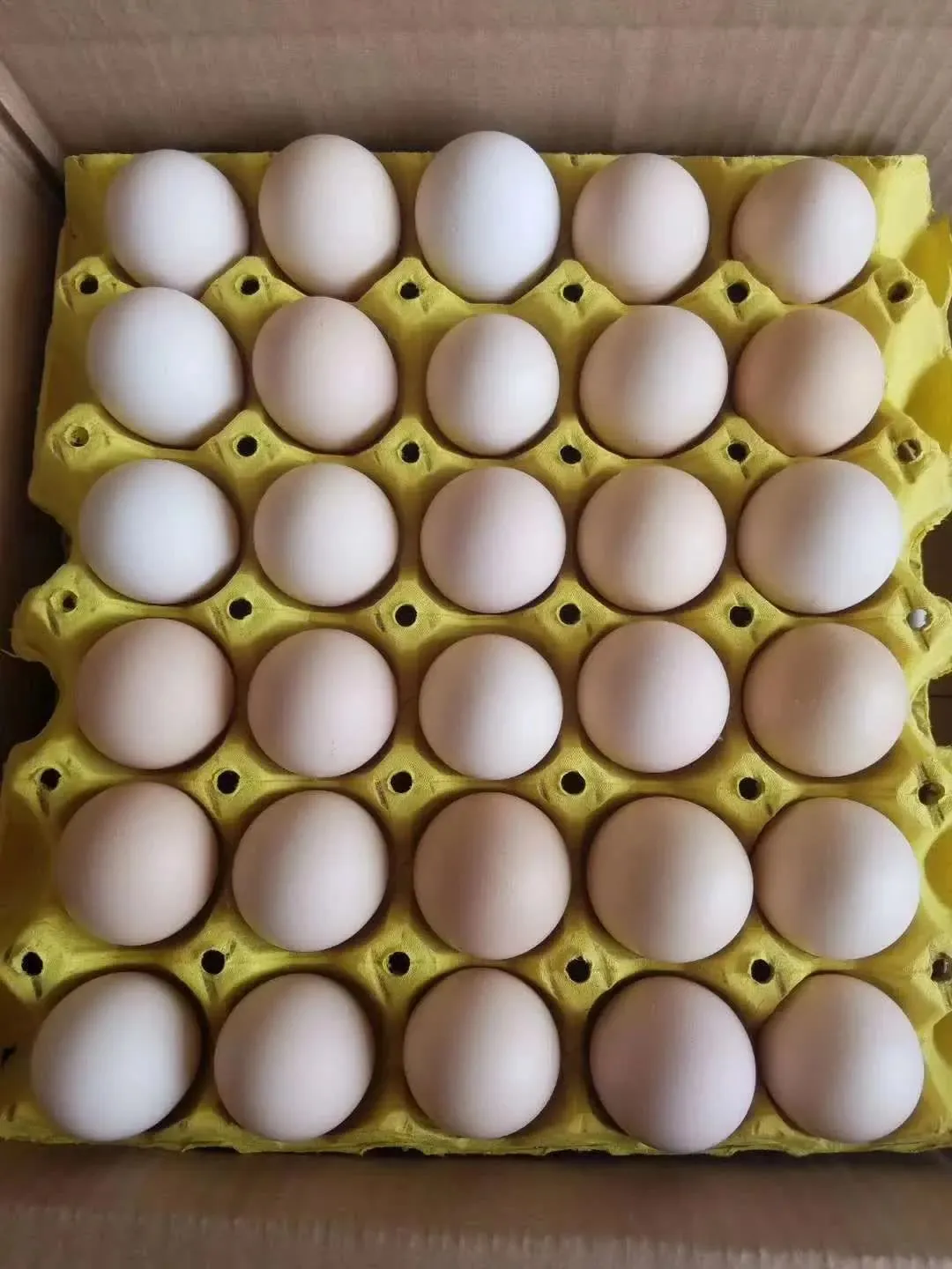 2026.04.17馆陶县金凤市场煜辰蛋业最新鸡蛋价格