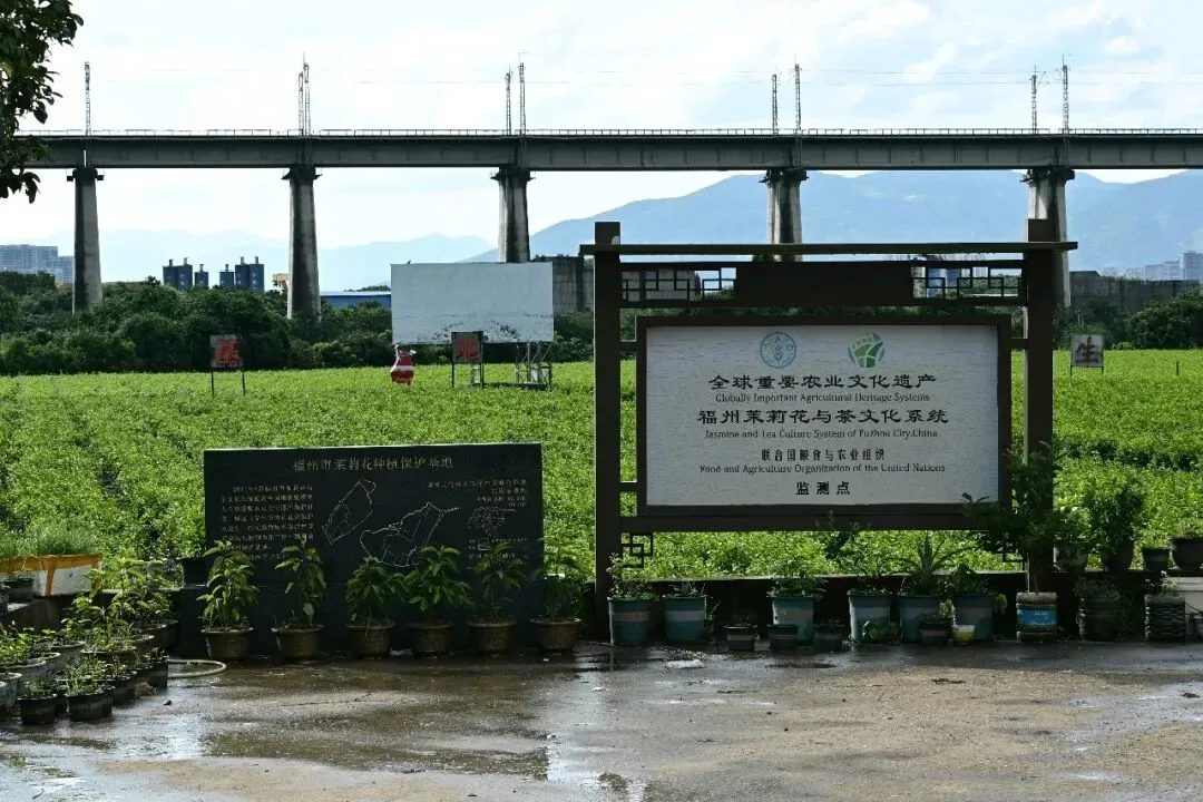 浅谈市场低价茉莉花茶乱象