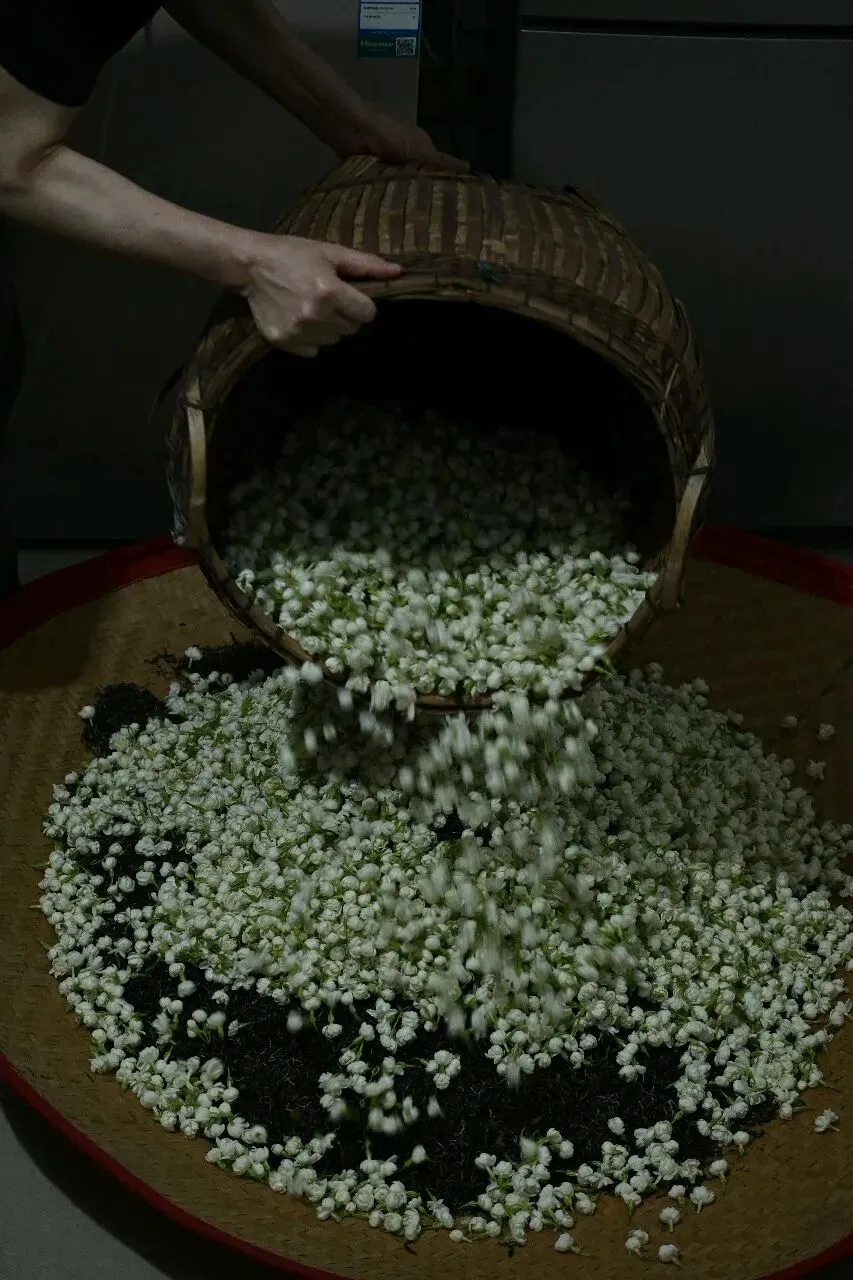 浅谈市场低价茉莉花茶乱象