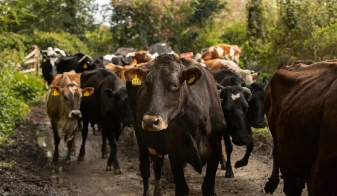 全球牛肉市场临近“临界点”  牛价峰值或于2027年出现