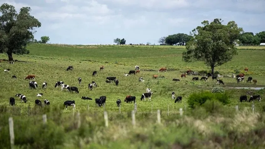 全球牛肉市场临近“临界点”  牛价峰值或于2027年出现