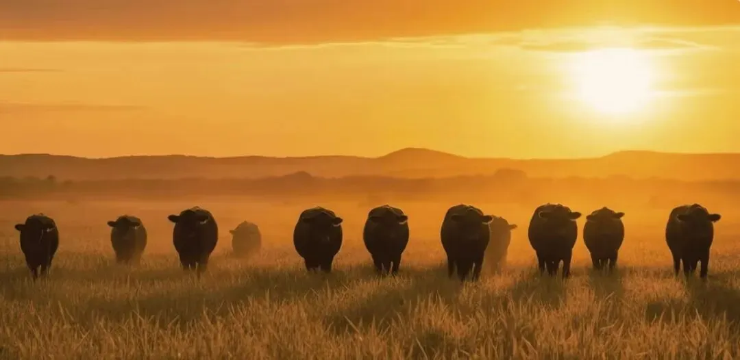 全球牛肉市场临近“临界点”  牛价峰值或于2027年出现