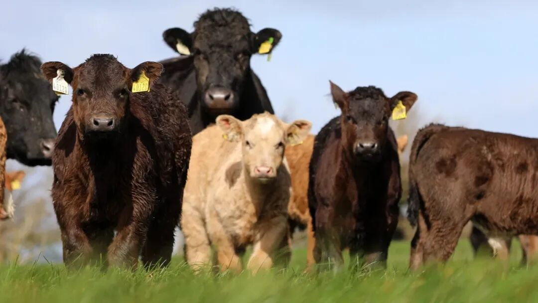全球牛肉市场临近“临界点”  牛价峰值或于2027年出现
