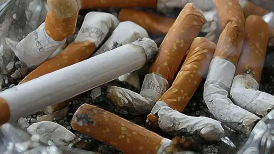 赞比亚2026烟草销售季启动,恩凯亚马与奇帕塔首批烟包当日成交