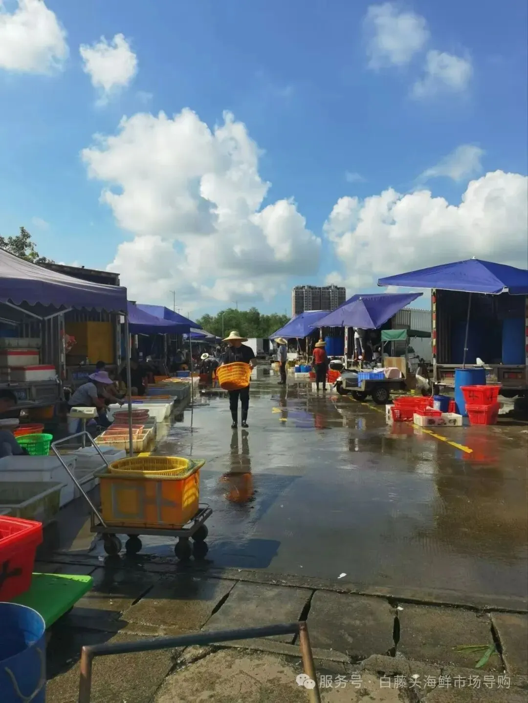珠海白藤头海鲜市场全攻略|10 款平价海鲜闭眼入不踩雷!从选品到加工,手把手教你吃遍鲜货