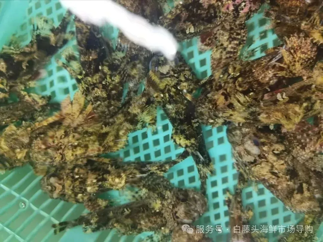 珠海白藤头海鲜市场全攻略|10 款平价海鲜闭眼入不踩雷!从选品到加工,手把手教你吃遍鲜货