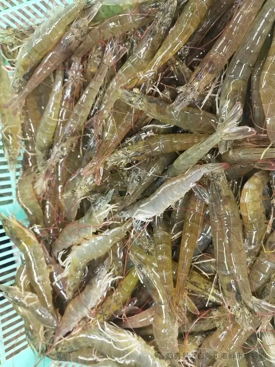 珠海白藤头海鲜市场全攻略|10 款平价海鲜闭眼入不踩雷!从选品到加工,手把手教你吃遍鲜货