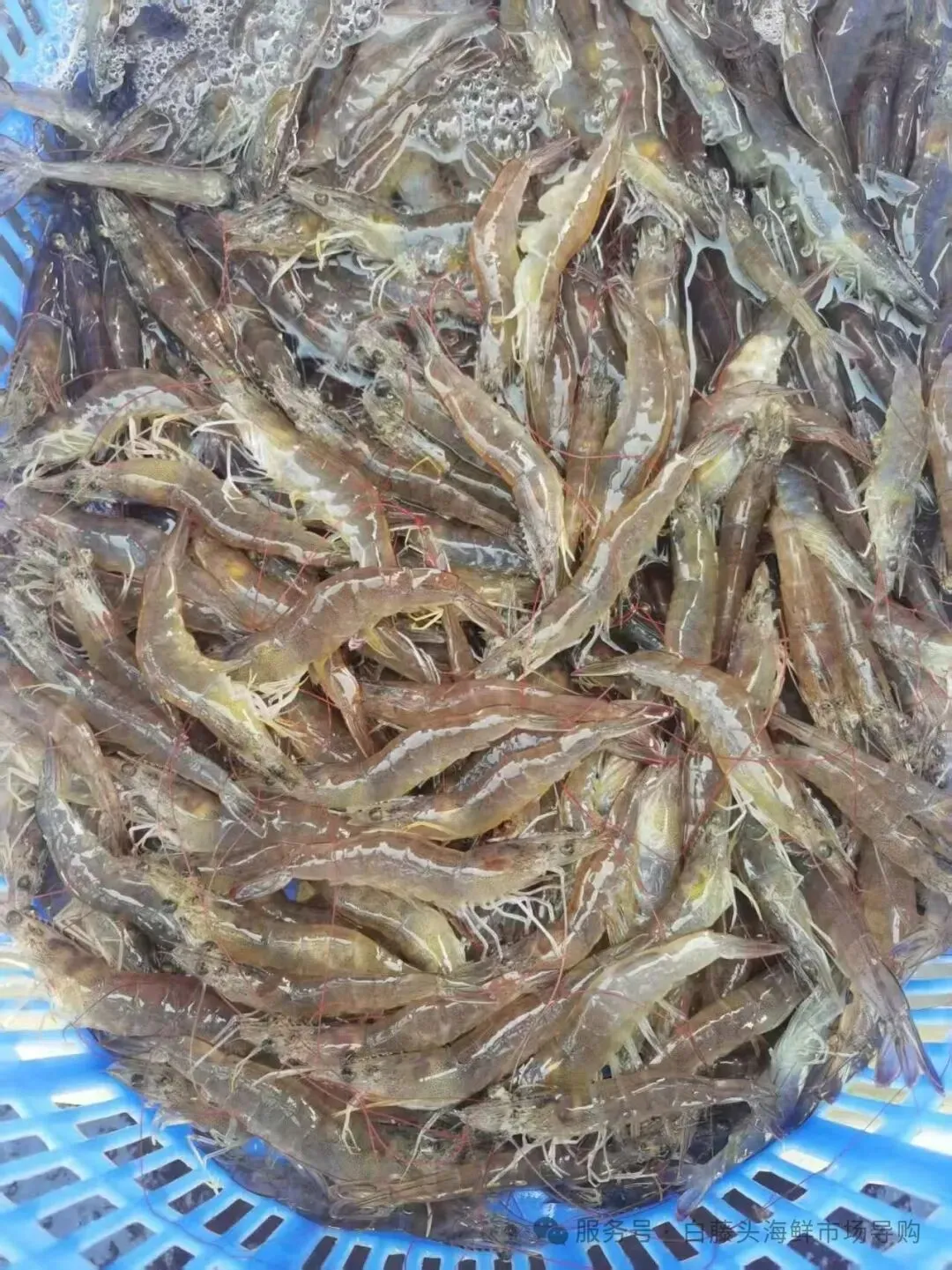 珠海白藤头海鲜市场全攻略|10 款平价海鲜闭眼入不踩雷!从选品到加工,手把手教你吃遍鲜货