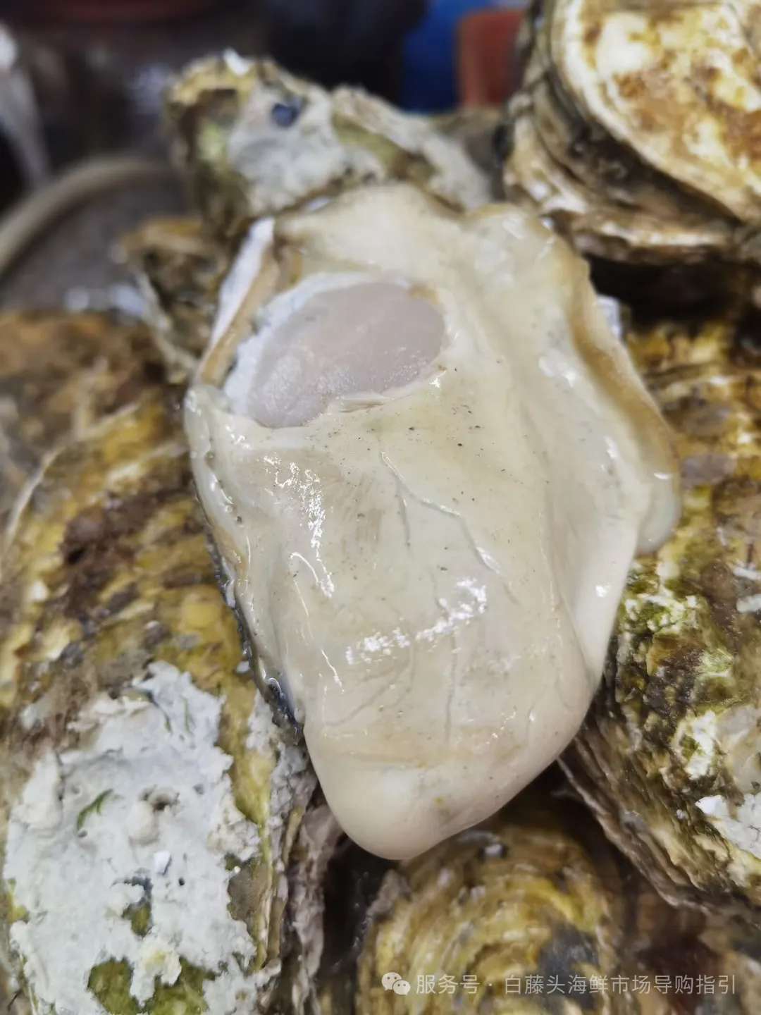 珠海白藤头海鲜市场全攻略|10 款平价海鲜闭眼入不踩雷!从选品到加工,手把手教你吃遍鲜货