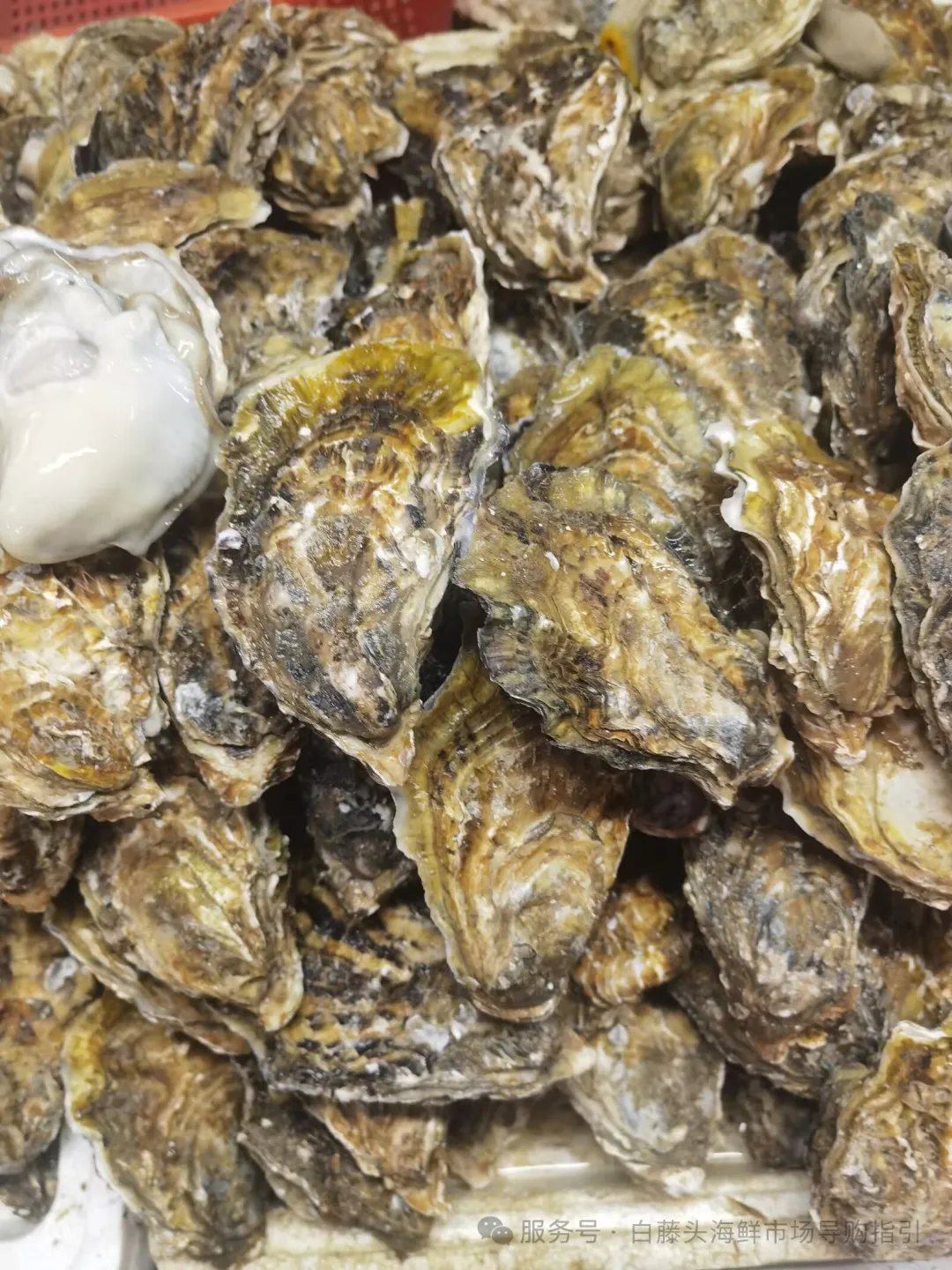 珠海白藤头海鲜市场全攻略|10 款平价海鲜闭眼入不踩雷!从选品到加工,手把手教你吃遍鲜货