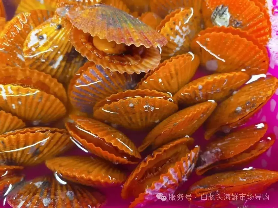 珠海白藤头海鲜市场全攻略|10 款平价海鲜闭眼入不踩雷!从选品到加工,手把手教你吃遍鲜货